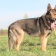 German shepherd dogs of a zonal color: types and nuances of content