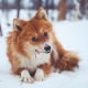 Nenets Laika: breed description and cultivation