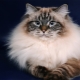 Neva masquerade cats: description of the breed, features of the content