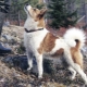 Norrbotten Spitz: features, character and rules of care