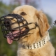 Does a Labrador need a muzzle and how to choose one?