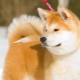 The nuances of upbringing and training Akita Inu