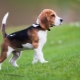 The nuances of raising and training a beagle