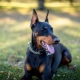 Is it necessary to dock the ears and tail of a Doberman, or can you leave it uncropped?