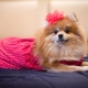 Clothes for a Spitz: varieties and tips for choosing