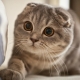 The color of the Scottish Fold cats