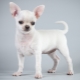 Description and content of the white chihuahua