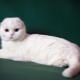 Description et contenu des chats blancs écossais
