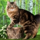 Description and maintenance of Kurilian Bobtail cats
