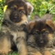 Description and maintenance of a German shepherd puppy in 1 month