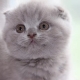 Description and breeding of Scottish cats of lilac color