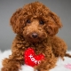 Description of breeds of curly dogs and their content