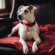 Collars for dogs: what are there and how to choose?