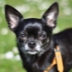 Features of a black Chihuahua