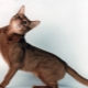 Features of the character and behavior of cats