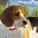 Features of keeping a beagle in an apartment
