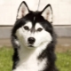 Features of keeping a husky in an apartment