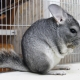 Features of keeping chinchilla at home