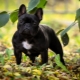 Features of caring for a French bulldog