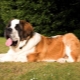 Differences between breeds Moscow Watchdog and St. Bernard