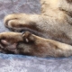 Fingers in cats: their functions and number