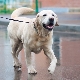 Fawn labrador: description, content and choice of name