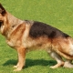 German Shepherd parameters: weight and height by month