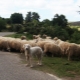 Herding dogs: origin, description and tips for choosing
