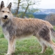 Picardy shepherd dogs: description of the breed and conditions of keeping dogs
