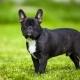 Pros and cons of French Bulldog breed