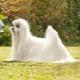 Pros and cons of the Maltese lapdog breed