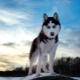 Pros and cons of husky dog ​​breeds