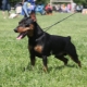 Pros and cons of miniature pinscher dogs