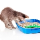 Why did the cat stop going to the litter box and how to fix the situation?