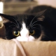 Why are cats afraid of a vacuum cleaner?