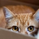 Why do cats love boxes and bags?