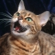 Why do cats meow and what to do about it?