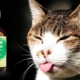 Why do cats love valerian and can I give it?