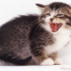 Why does the cat hiss and what should the owner do?
