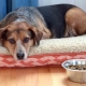 Why does a dog not eat dry food and how to teach it to him?