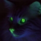Why do cats' eyes glow in the dark?