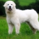 Polish shepherd dogs: breed description, feeding and care