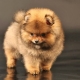 Bear-type Pomeranian Spitz: advantages, disadvantages and subtleties of care