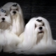A cross between a lapdog with other breeds