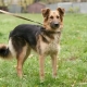 A cross between a mongrel and a shepherd