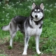 A cross between a husky and a malamute: characteristics of mestizo and their content
