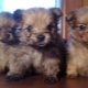 A cross between a spitz and a Yorkie: description and care features