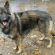 Breeds of American Shepherds and features of their maintenance