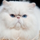Cat breeds with a flattened muzzle