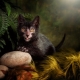 The breeds of the scariest cats